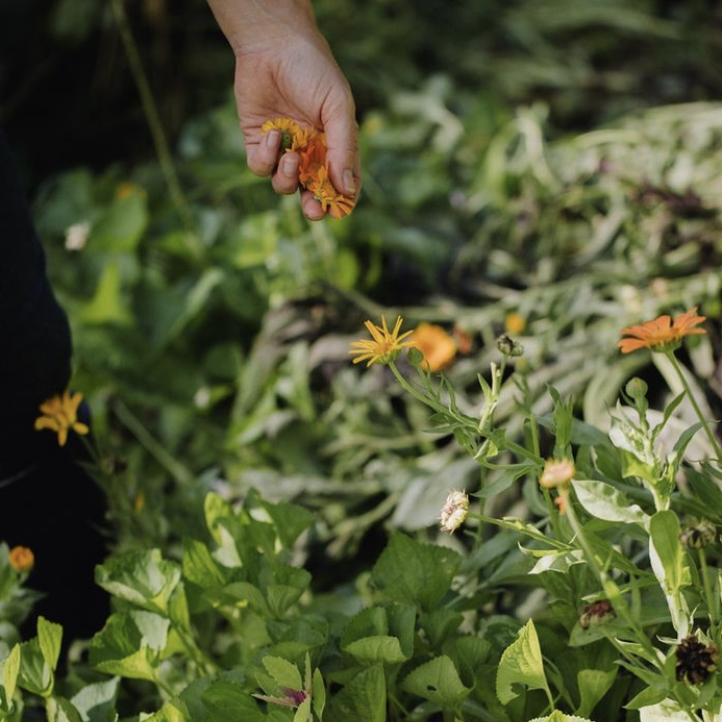 Medicine in the Natural World