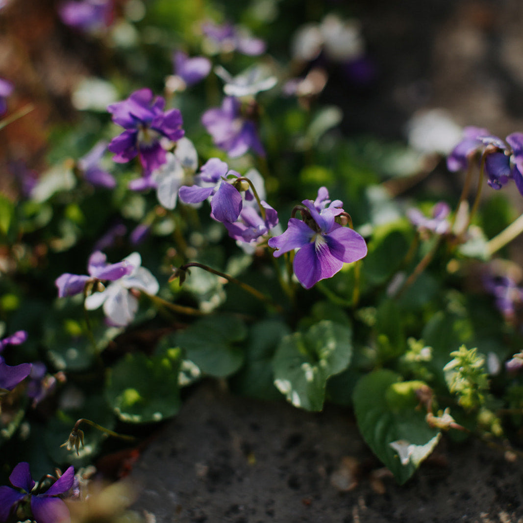 Springtime Violet Vinegar
