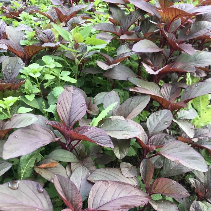 Wilted Amaranth Greens with Basil
