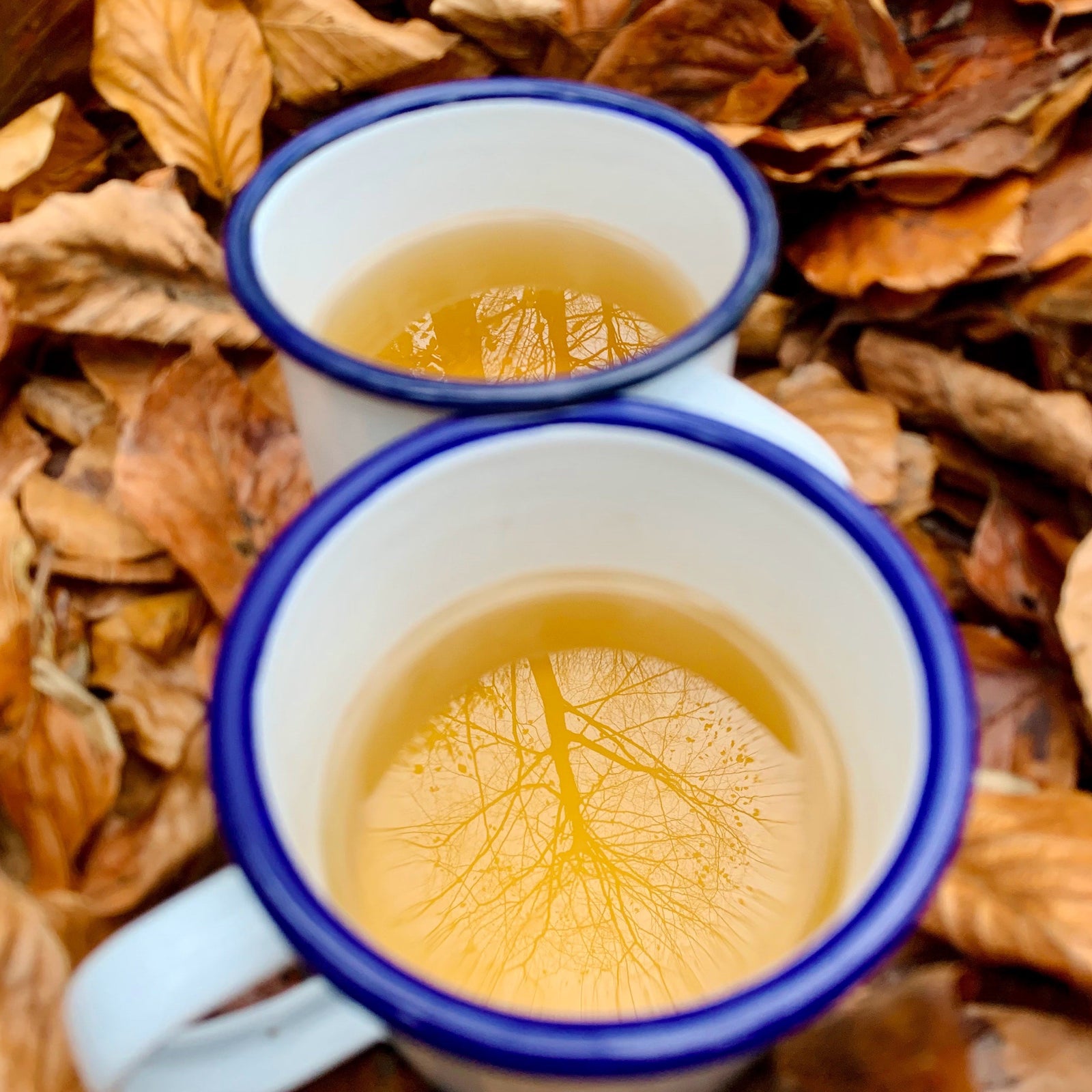 Hot Toddy
