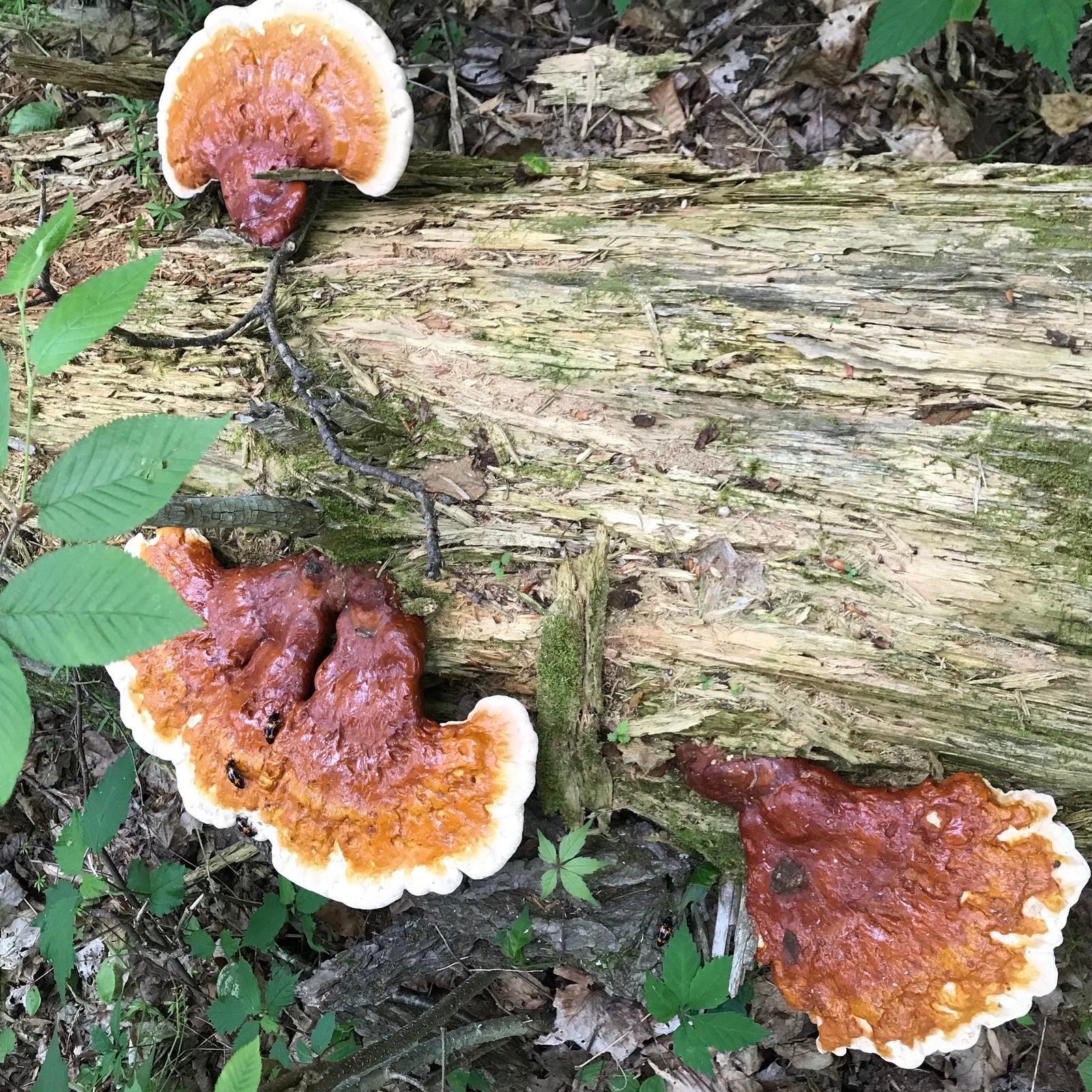 Reishi Vegetable Broth