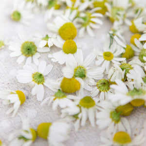 Chamomile & Yarrow: Indispensable Plants for Your Kitchen Apothecary