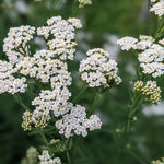 Load image into Gallery viewer, Chamomile &amp; Yarrow: Indispensable Plants for Your Kitchen Apothecary
