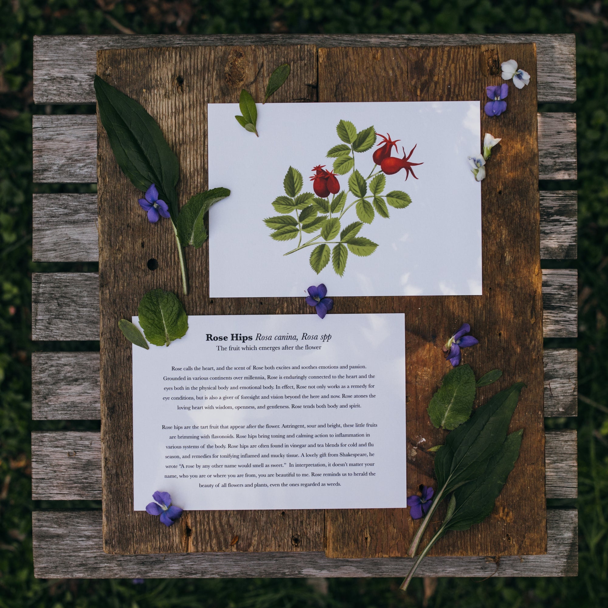 Botanical Note Cards