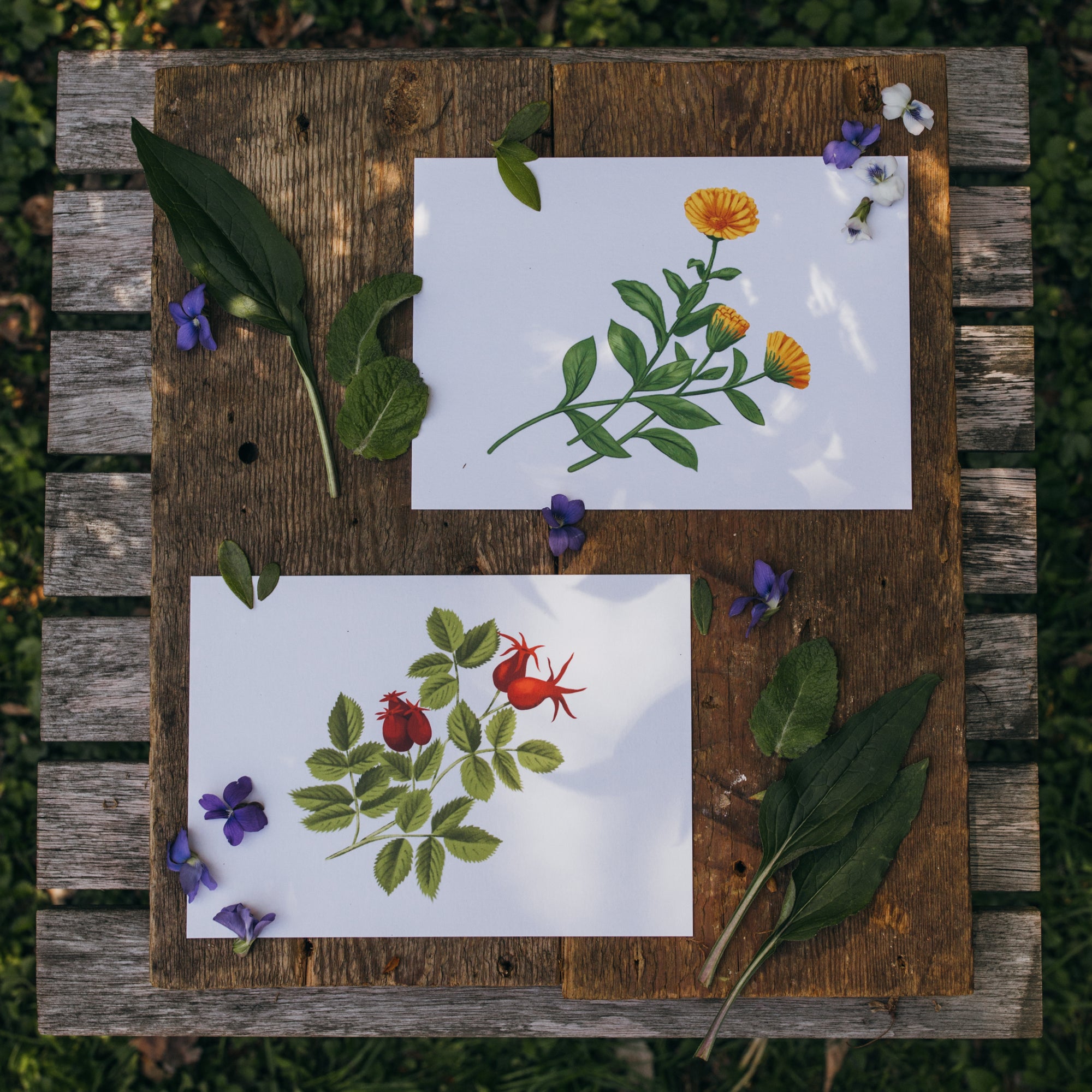 Botanical Note Cards